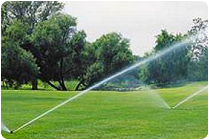Avtomatiziran namakalni sistem zagotavlja enakomerno oskrbo z vodo.